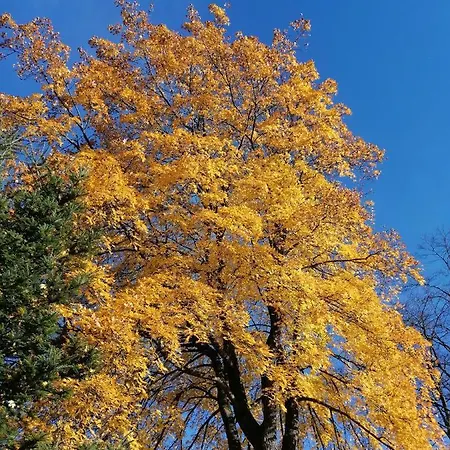 Bleyl Rittersgruen Breitenbrunn (Saxony)