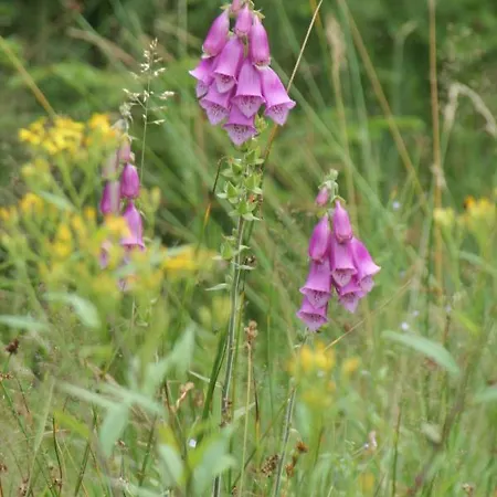 Bleyl Rittersgruen * Breitenbrunn (Saxony)