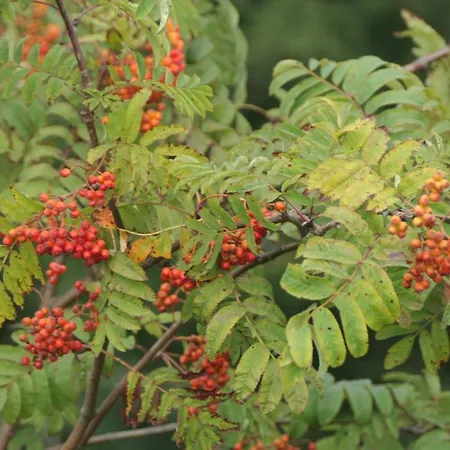 Bleyl Rittersgruen Breitenbrunn (Saxony)