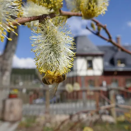 Bleyl Rittersgruen Appartamento Breitenbrunn (Saxony)