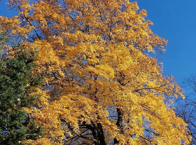 Bleyl Rittersgruen Breitenbrunn