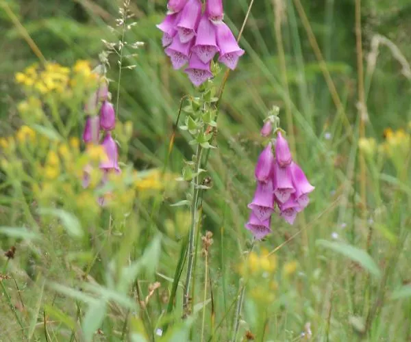 Bleyl Rittersgruen * Breitenbrunn