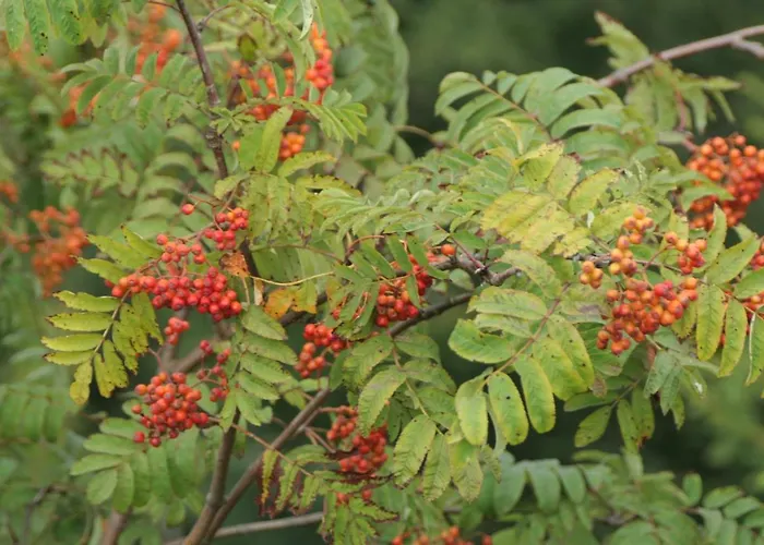 Bleyl Rittersgruen Breitenbrunn