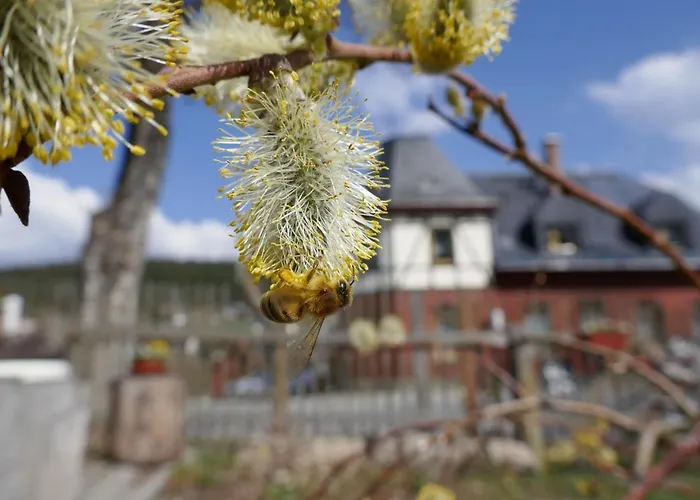 Bleyl Rittersgruen Apartman Breitenbrunn